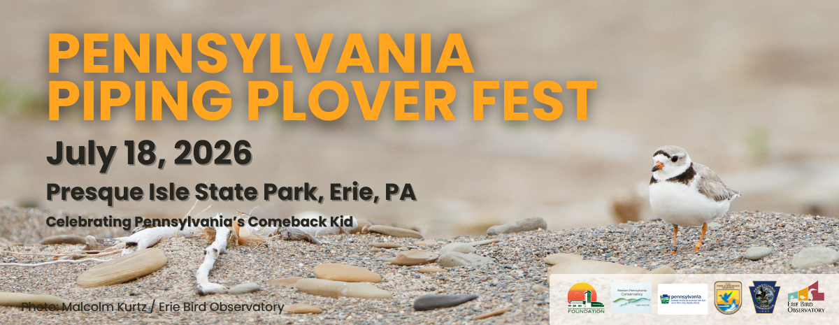 Presque Isle Piping Plover Fest